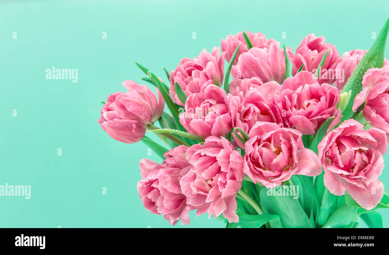 Rosa Tulpe Blumen mit Wasser Tropfen über Türkis Hintergrund. Frühlingsstrauß Stockfoto