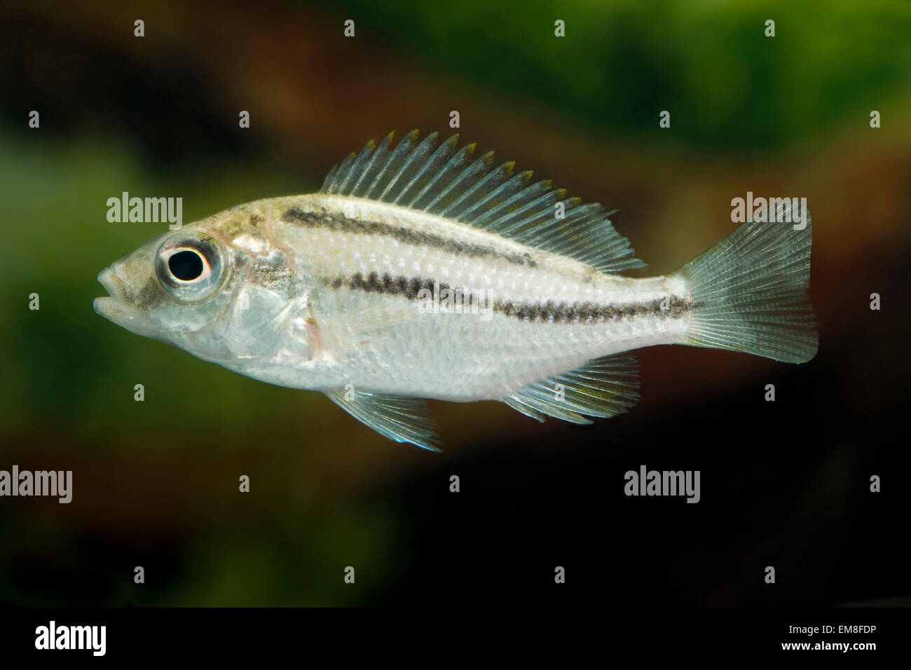 Cheilochromis Euchilus,, Sauglippenbuntbarsch,, Suckerlipp Malawi-Cyrtocara Stockfoto