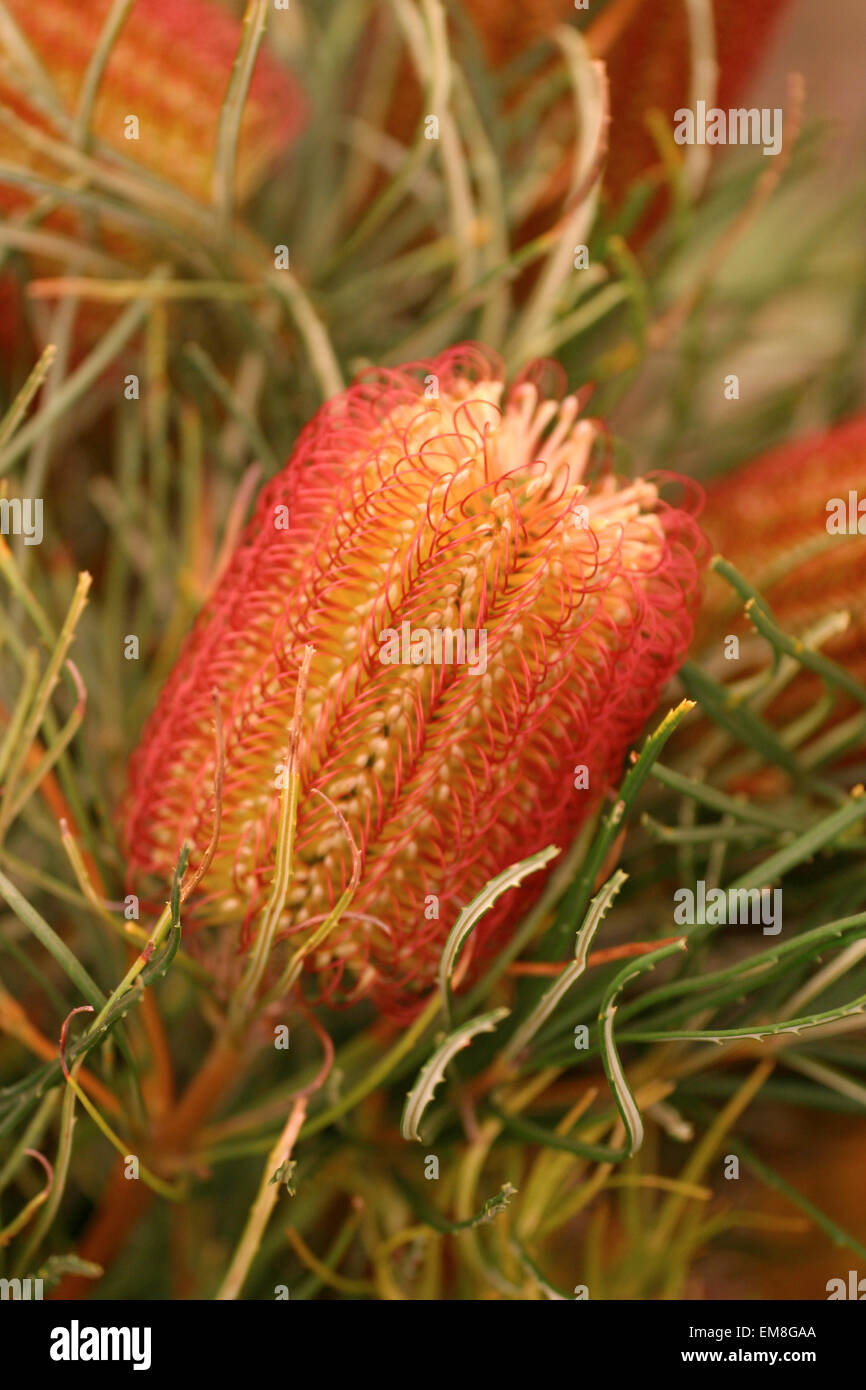 Hawaii, Maui, Kula, Proteas auf der Kula Vista Protea Farm. Stockfoto