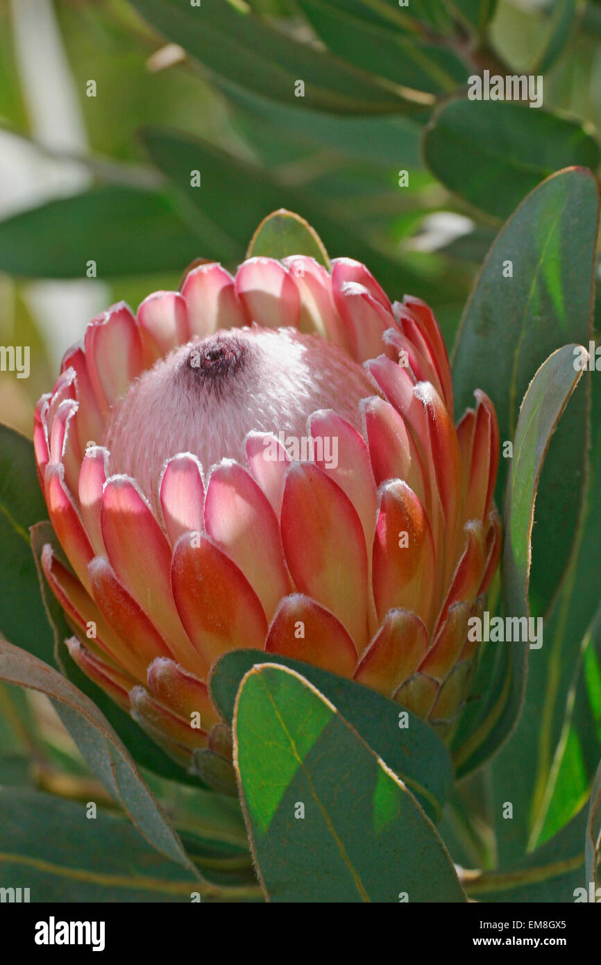 Hawaii, Maui, Kula, Susara Proteas auf der Kula Vista Protea Farm. Stockfoto