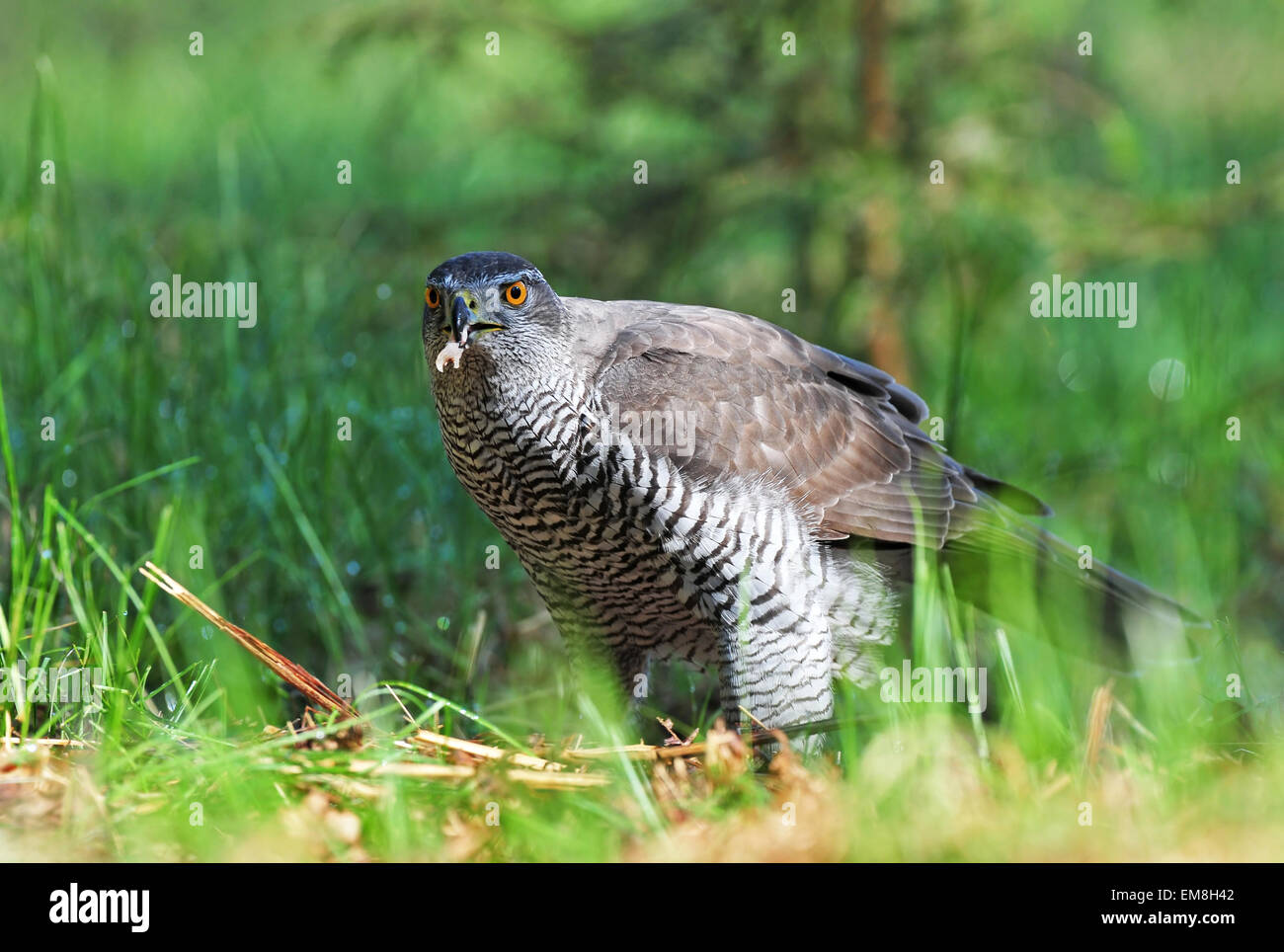 Nördlichen Habicht Stockfoto