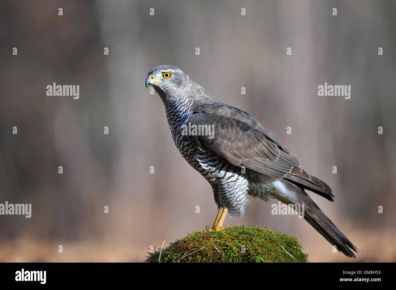 Nördlichen Habicht Stockfoto