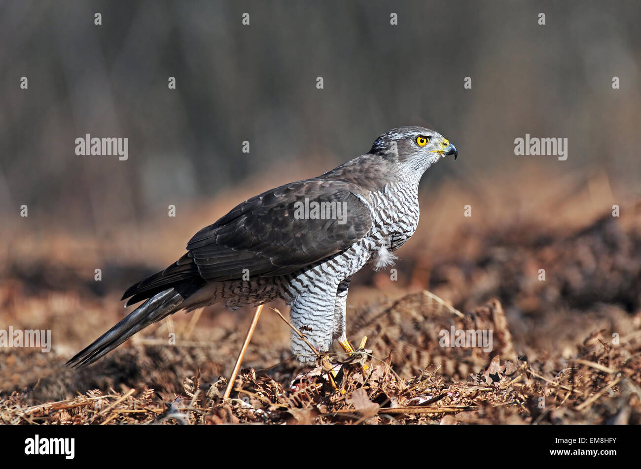 Nördlichen Habicht Stockfoto
