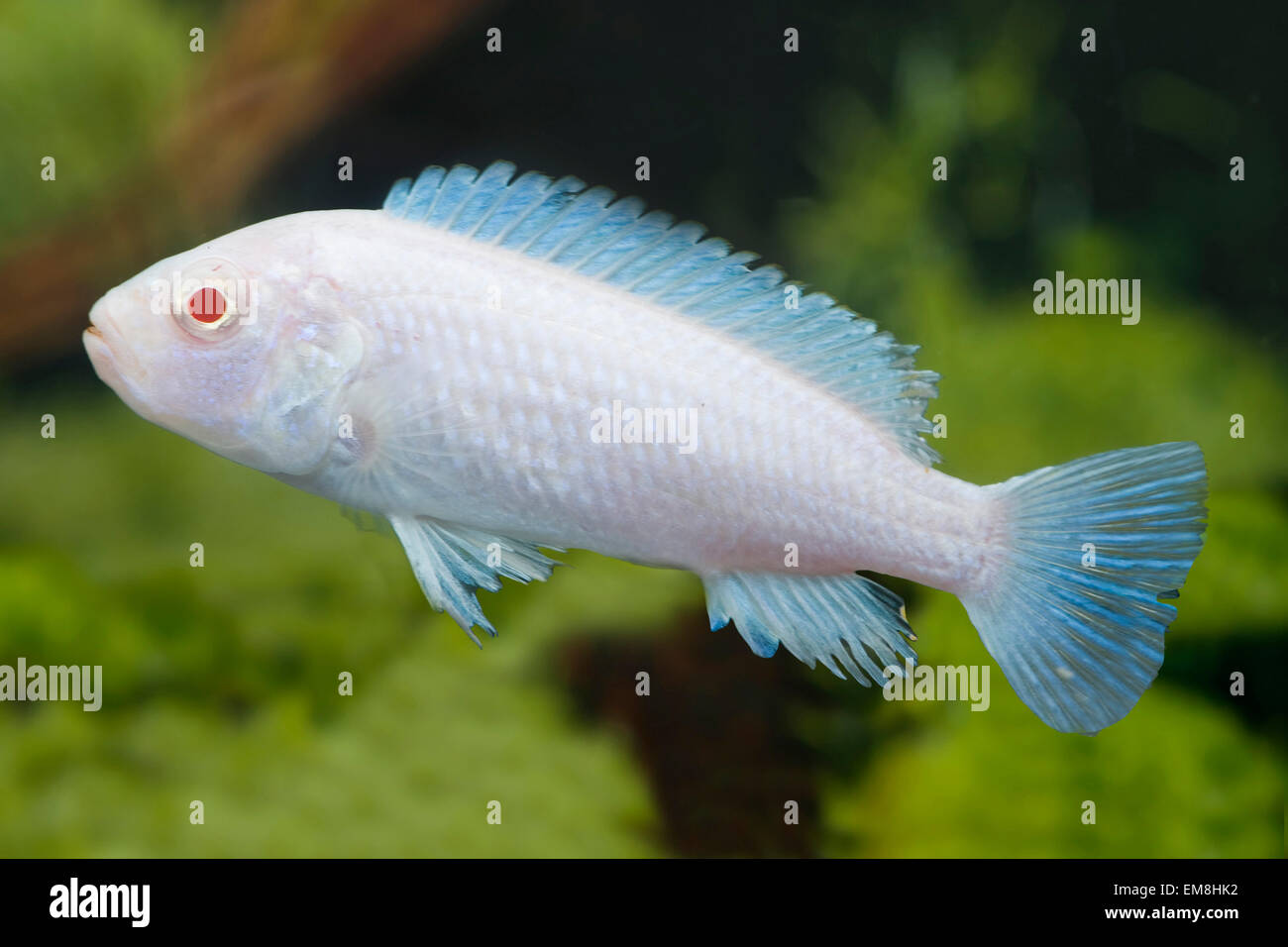 Labidochromis sp. ALBINO, Albino-Labidochromis, Likoma-Labidochromis Stockfoto