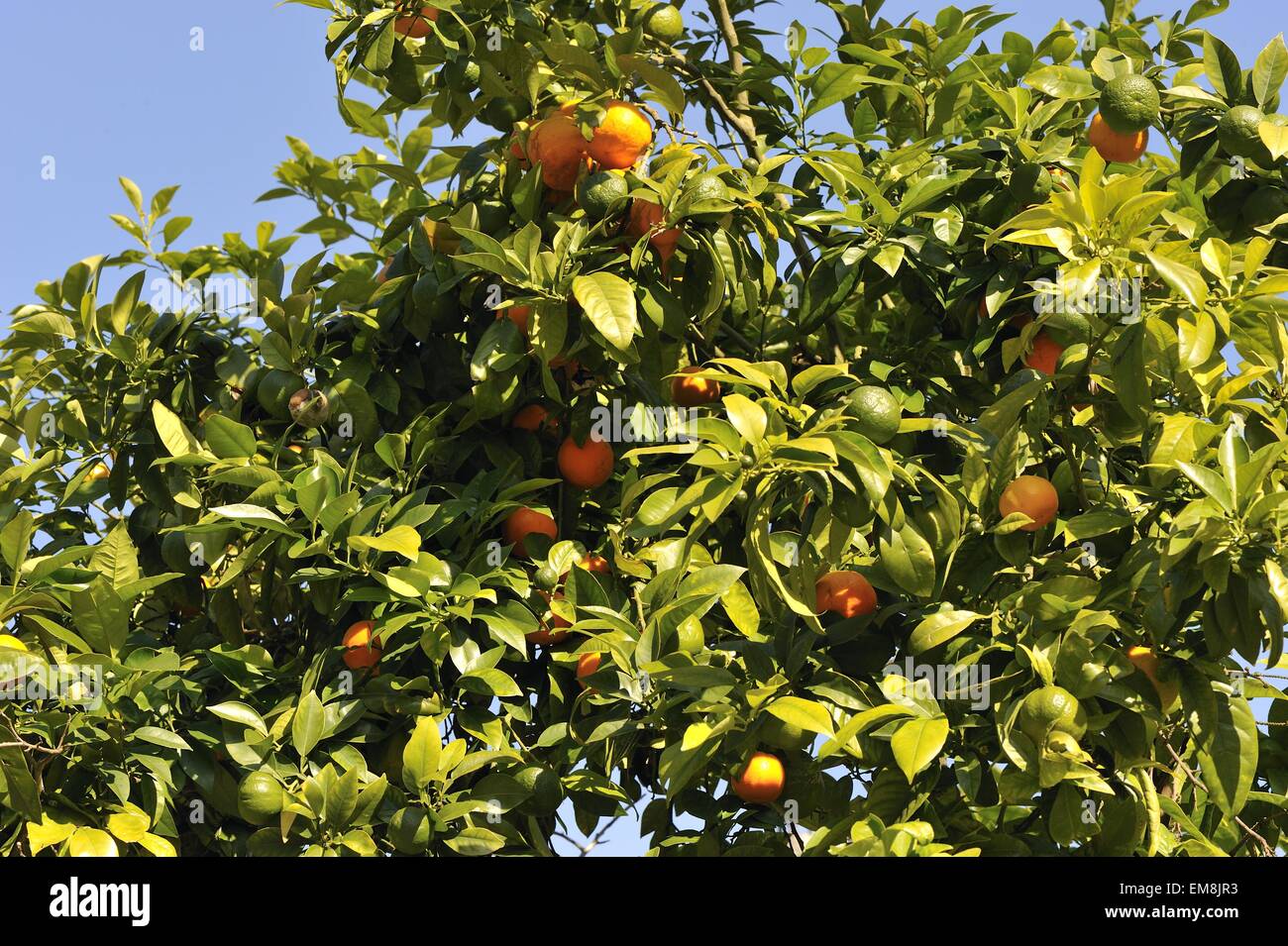 Bitterorange - saure Orange - Bigarade Orange (Citrus Aurantium) in Frucht Spanien Stockfoto