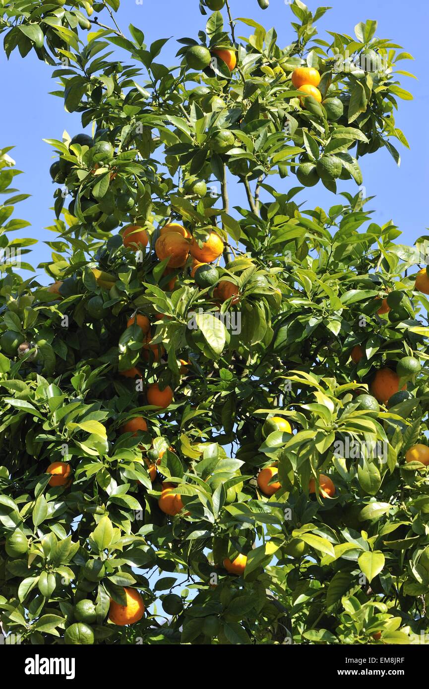 Bitterorange - saure Orange - Bigarade Orange (Citrus Aurantium) in Frucht Spanien Stockfoto