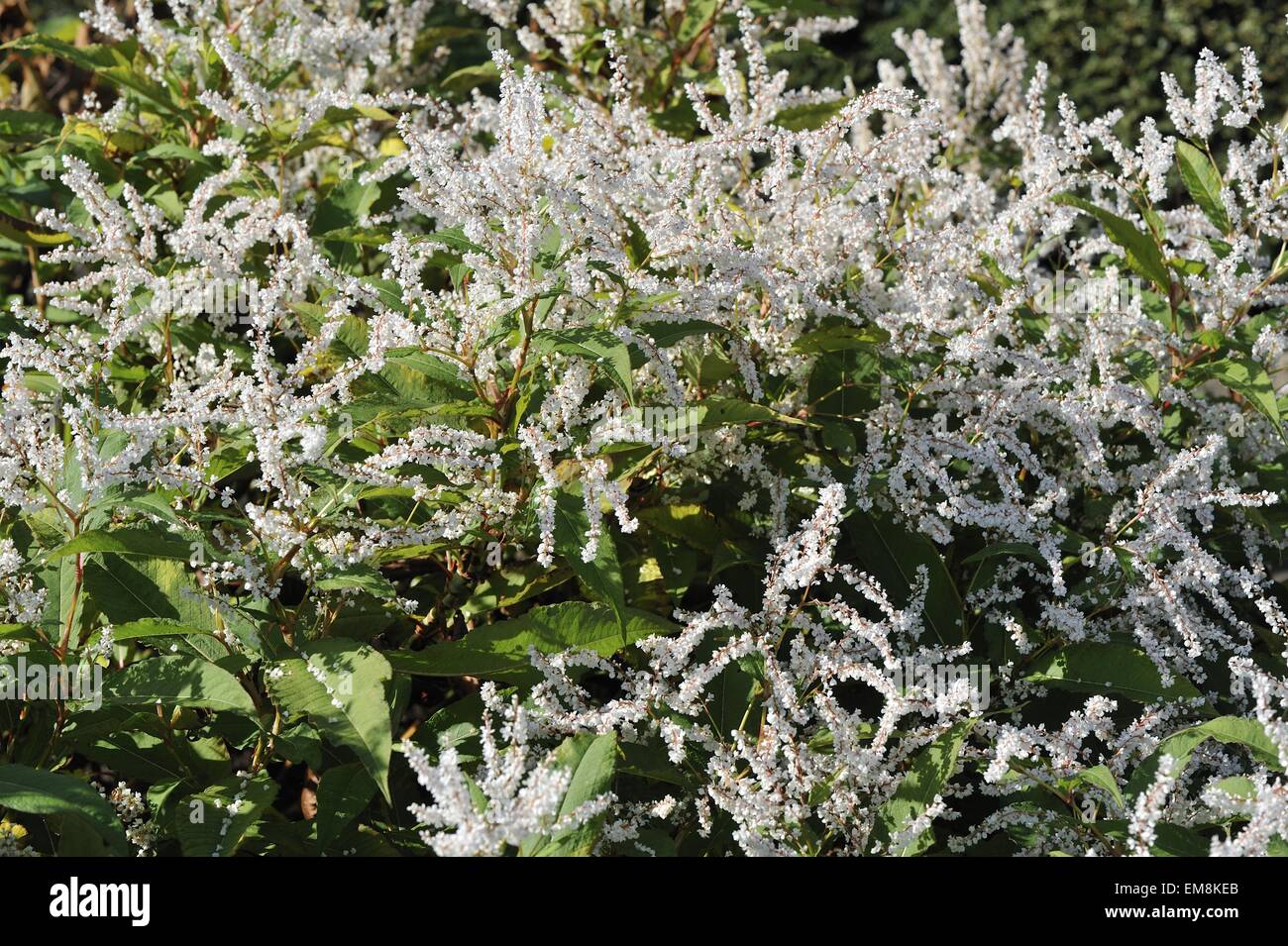 Rotschenkel - Ladysthumb (Polygonum Persicaria) Blüte entdeckt Stockfoto