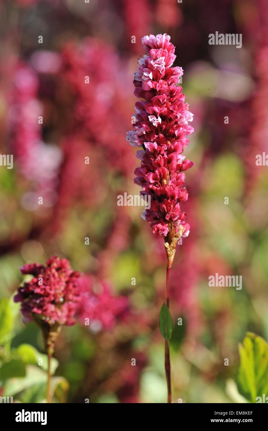 Himalayan Fleeceflower - Zwerg vielblütige (Bistorta Affinis - Persicaria Affinis - Polygonum affine -) Blüte Stockfoto