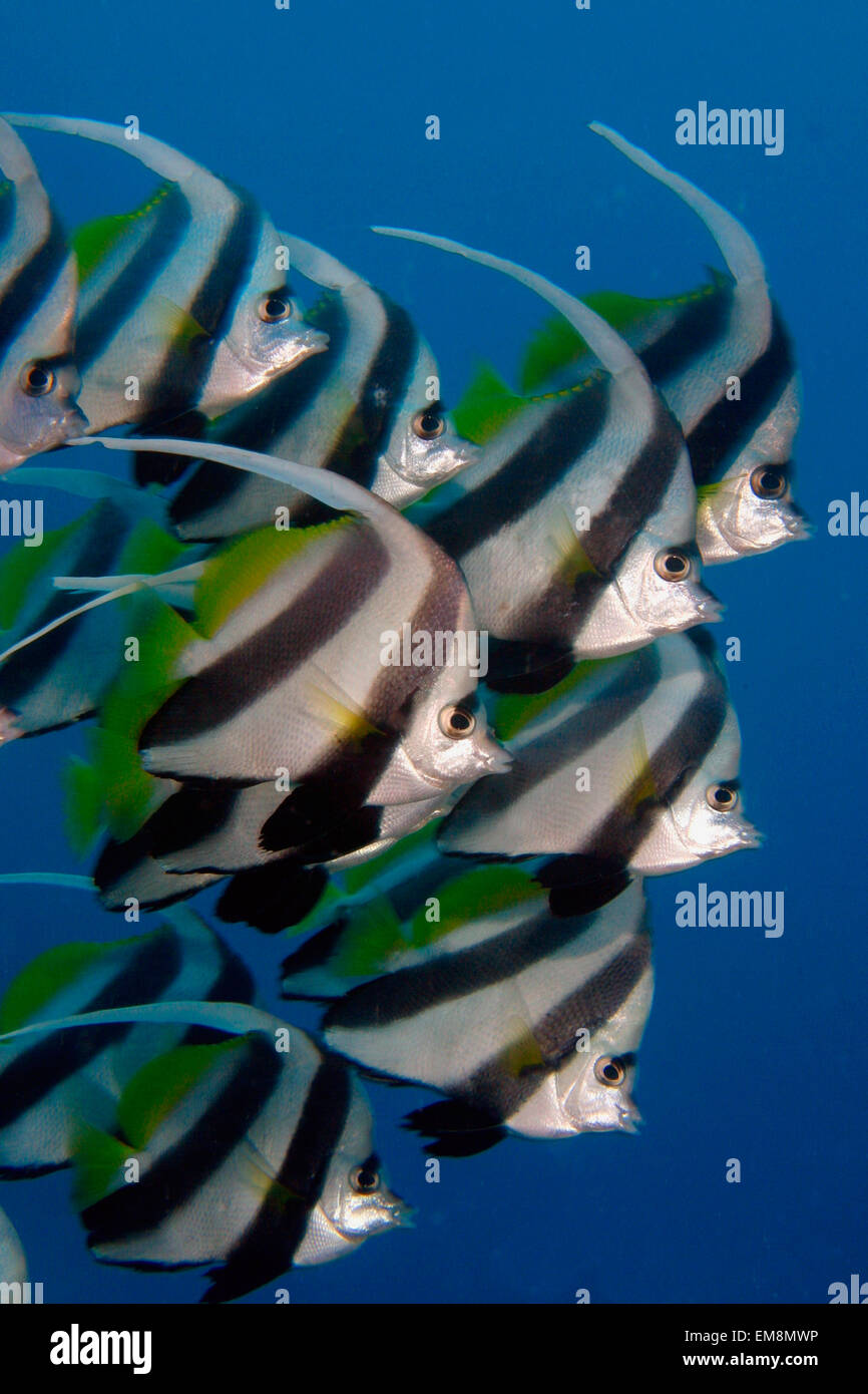 Kiritimati (Weihnachtsinsel), Wimpel Butterflyfish, Schule, Kiribati, Heniochus Diphreutes [für den Einsatz bis zu 13 X 20 nur] Stockfoto