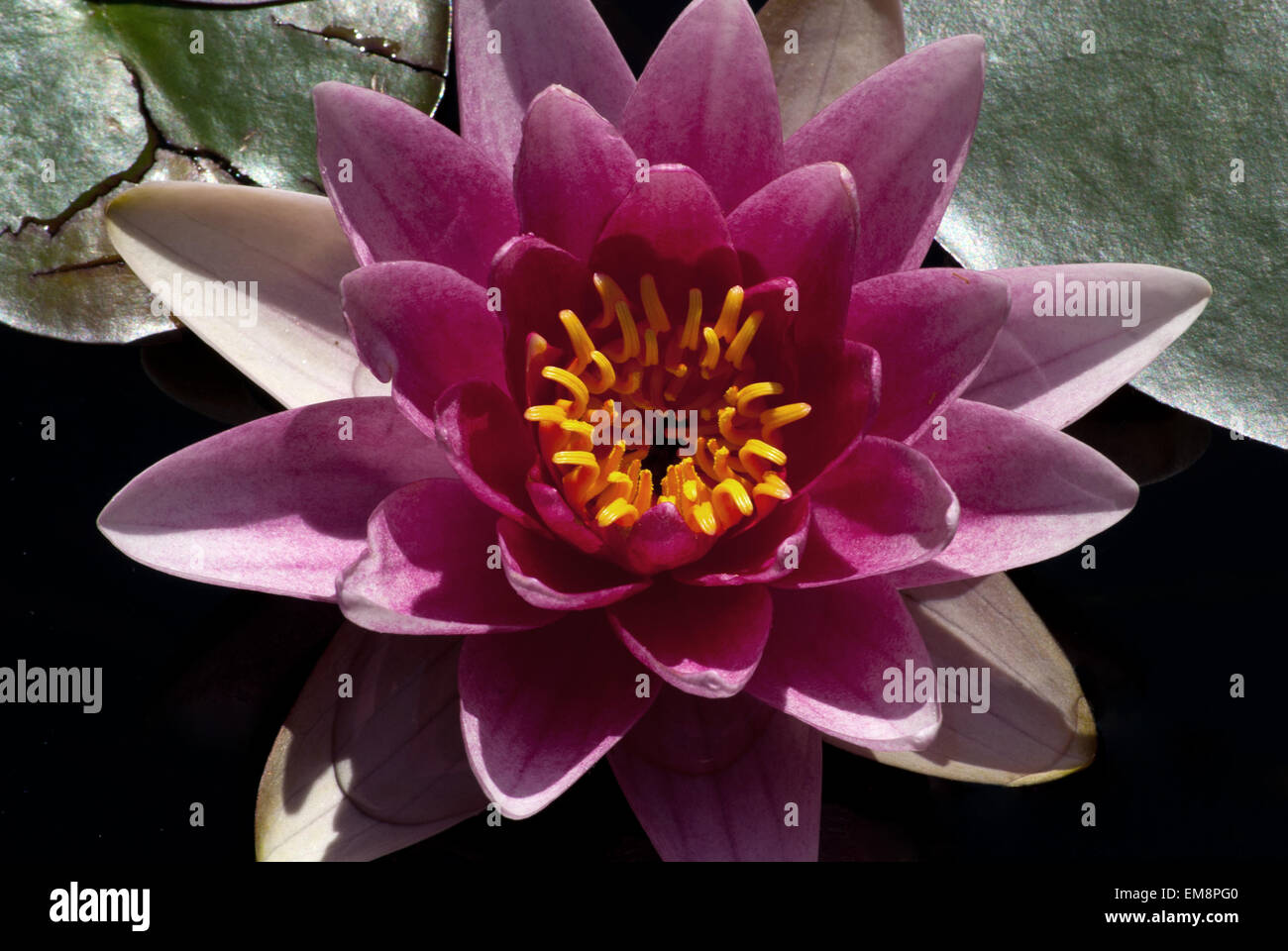 Rosa Water Lilly Blume Nymphaea pubescens Stockfoto