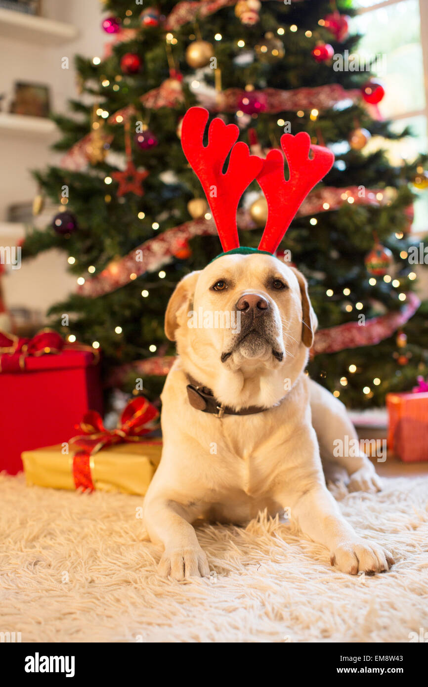 Porträt des Labrador Retriever Weihnachten Geweih tragen Stockfoto
