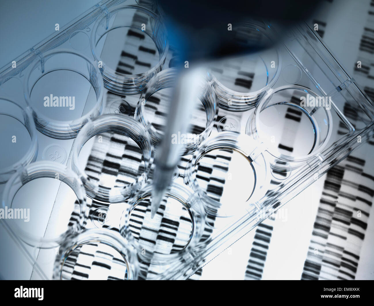 Pipette Tablett für DNA-Tests, DNA-Gel Ergebnisse im Hintergrund DNA-Probe hinzufügen Stockfoto
