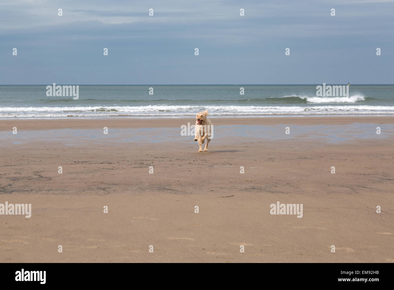 Labradoodle Hund spielt am Strand und im Meer, Whitby, Yorkshire, England, UK Stockfoto