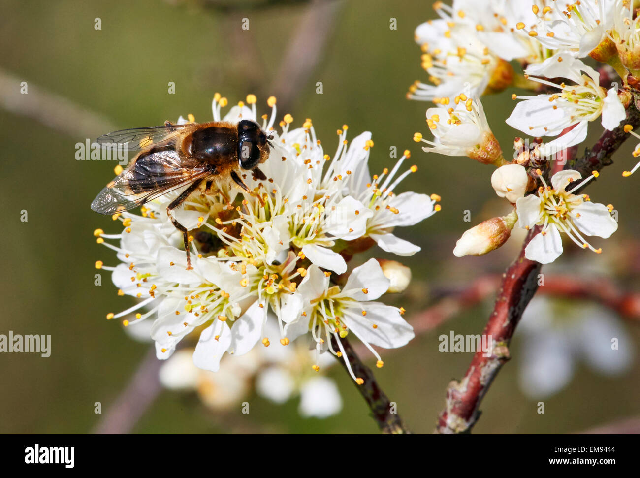 Hoverfly (Eristalis Pertinax) auf Blackthorn Blumen. Hurst Wiesen, West Molesey Surrey, England. Stockfoto