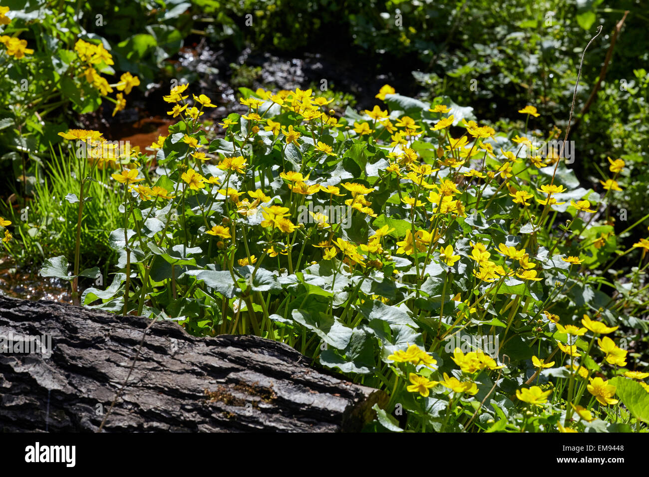 Marsh Marigold ist reichlich in den sumpfigen Bereichen die leisten durch den Fluss Maulwurf. West End Common, Esher, Surrey, England. Stockfoto