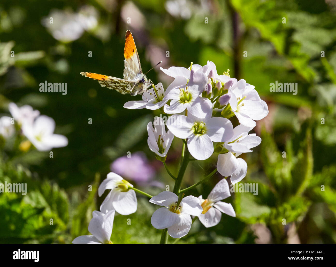 Orange Tipp Schmetterlinge ernähren sich von Cuckooflower.  West End Common, Esher, Surrey, England. Stockfoto