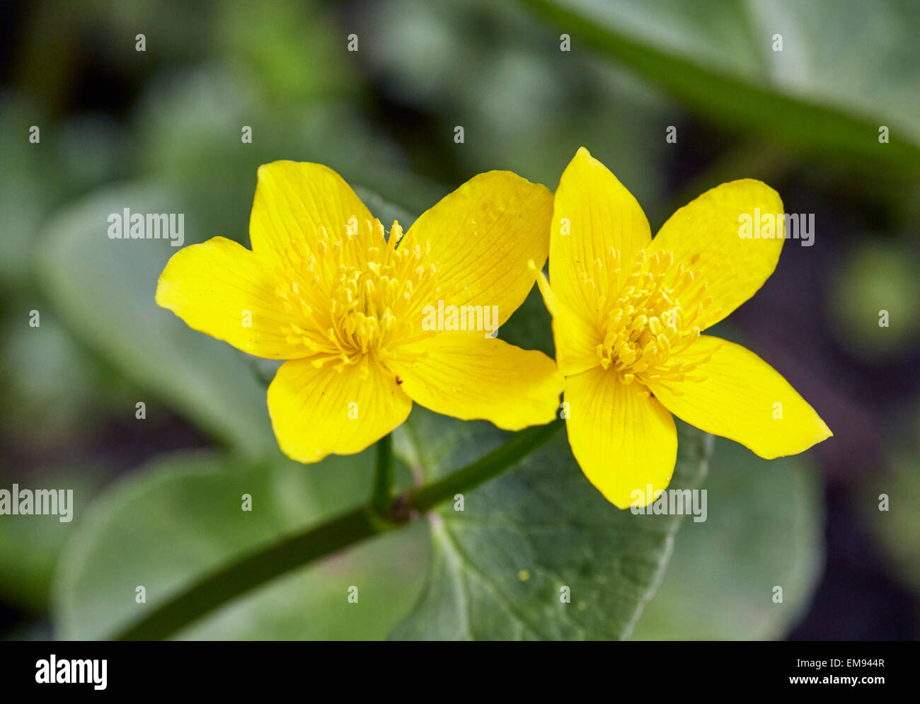 Marsh Marigold auf den Simsen durch den Fluss Maulwurf. West End Common, Esher, Surrey, England. Stockfoto