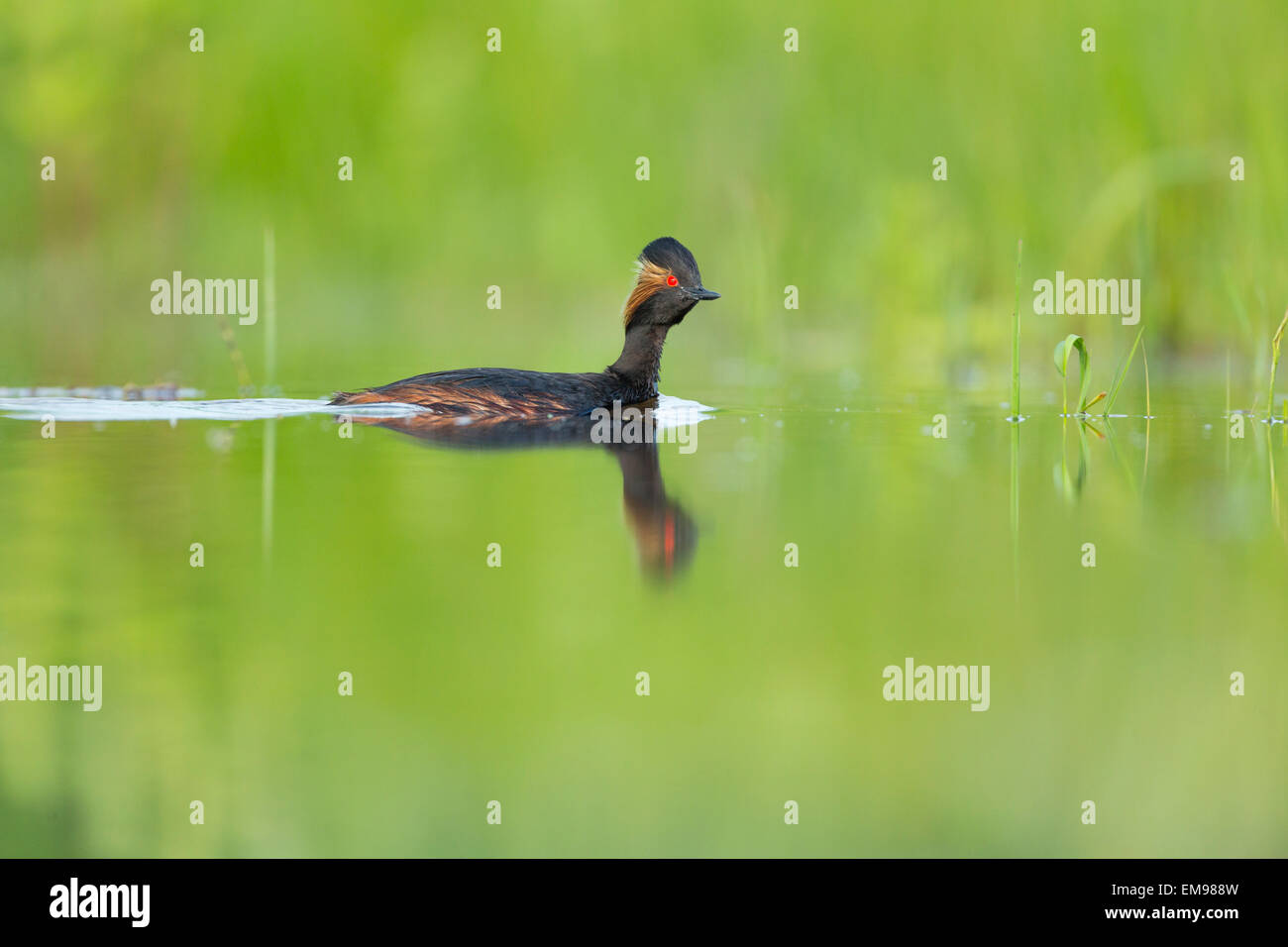 Erwachsenen Schwarzhals-Haubentaucher Podiceps Nigricollis Schwimmen gegen üppige grüne Laub im Sumpf, Tiszaalpár, Ungarn Stockfoto