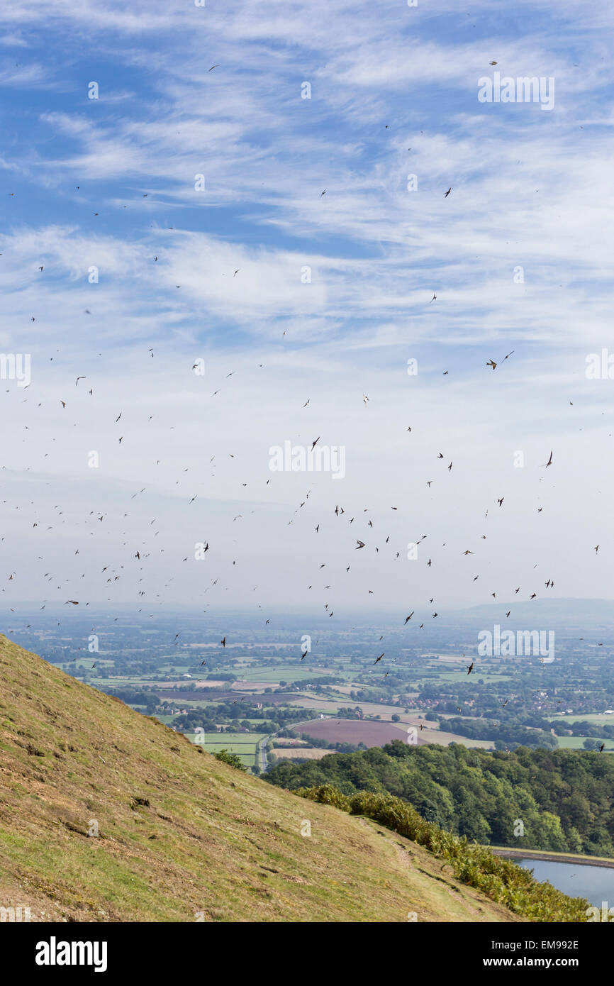 Große Herde von Migration von Haus Martin Delichon Urbicum herumfliegen Abhänge des britischen Lager, Malvern Hills Stockfoto