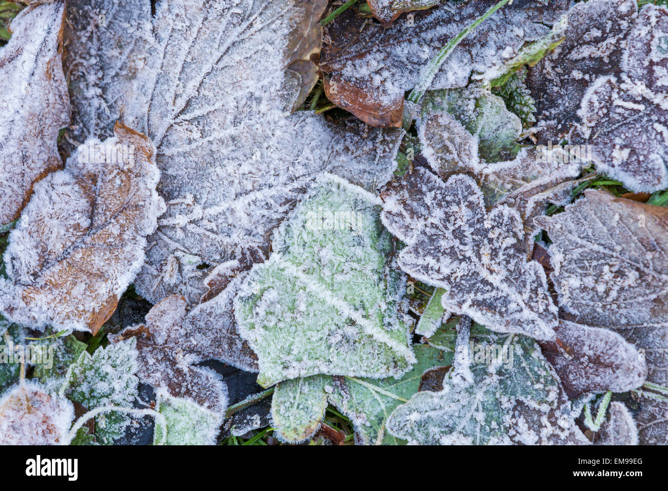 Nahaufnahme der eisigen Kälte gefrorene Blätter Eiche Quercus Robur Bergahorn Acer Pseudoplatanus Efeu am Boden Malvern Hills Worcestershire Stockfoto