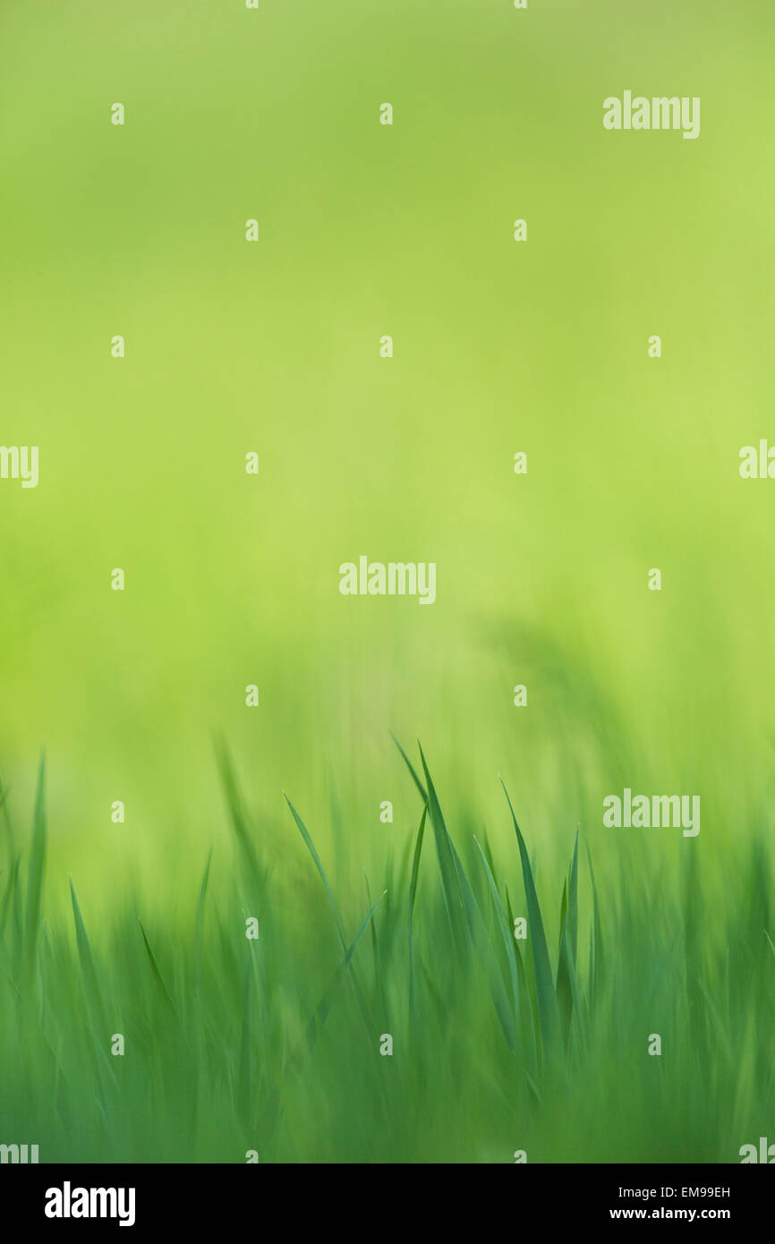 Üppigen grünen Rasen abstrakt mit Fokus Hintergrund mit textfreiraum Pusztaszer Ungarn Stockfoto