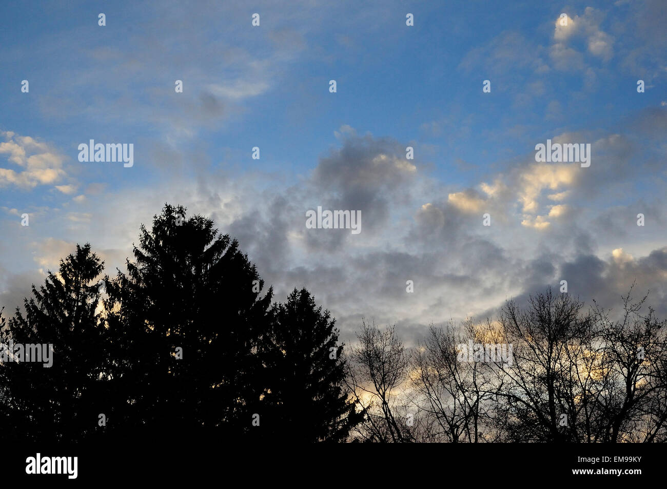 Frühling-Bäume in der Dämmerung Stockfoto