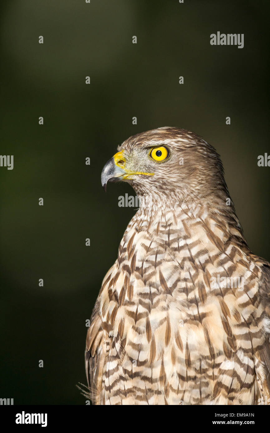 Wilden nördlichen Habicht Accipter Gentilis thront im Wald, Pusztaszer, Ungarn, Juni 2012. Stockfoto