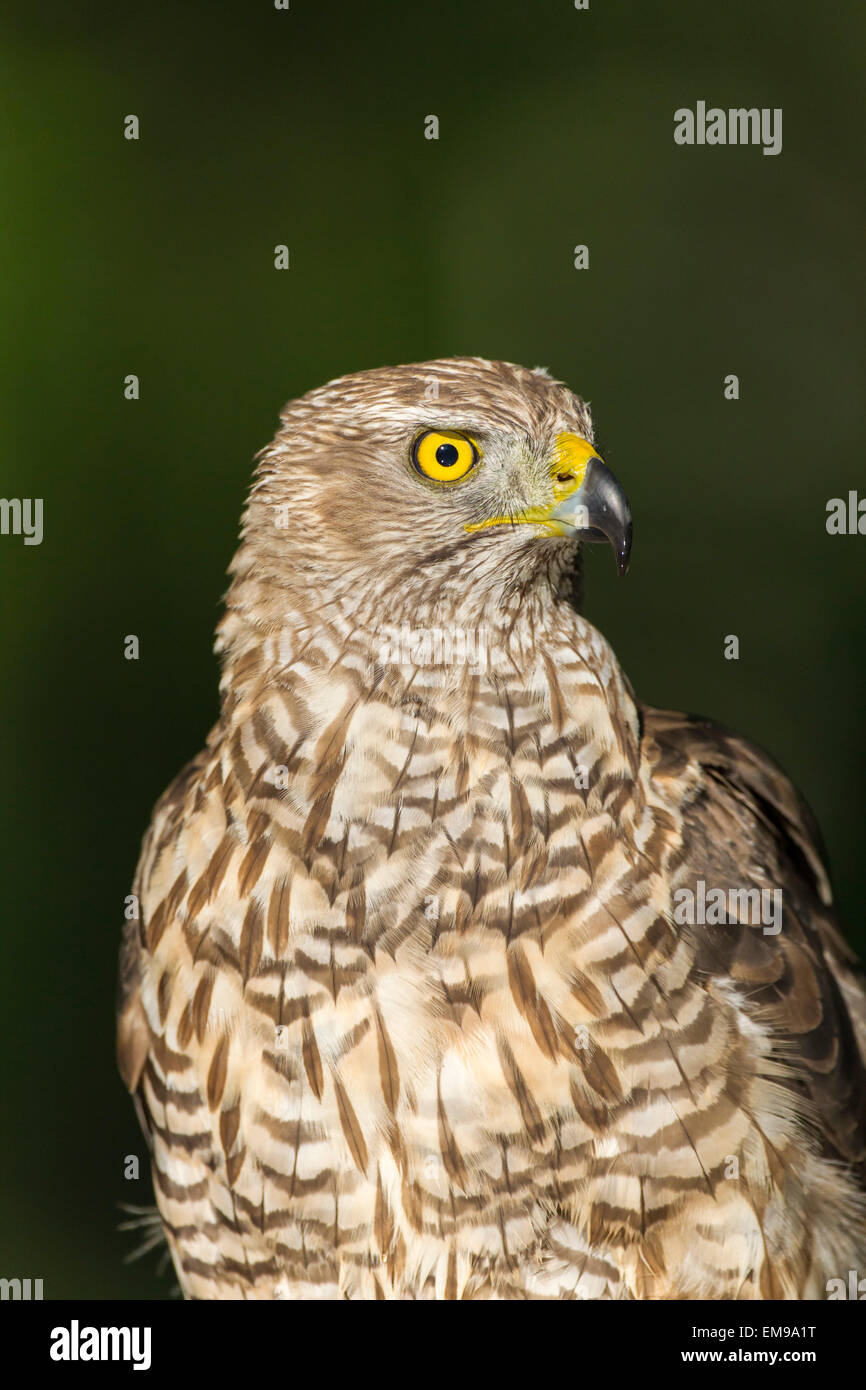 Wilden nördlichen Habicht Accipter Gentilis thront im Wald, Pusztaszer, Ungarn, Juni 2012. Stockfoto