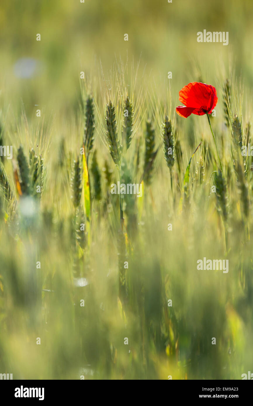 Einzelnes Feld Mohn Papaver Rhoeas in unter Weizenfeld Stockfoto