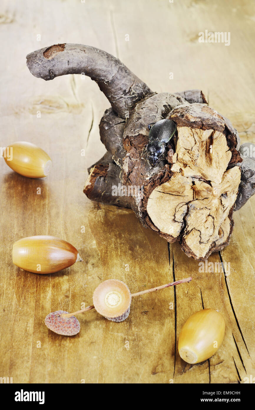 Schwarze Käfer auf einem dürren Ast unter den Eicheln auf eine Holzoberfläche Stockfoto