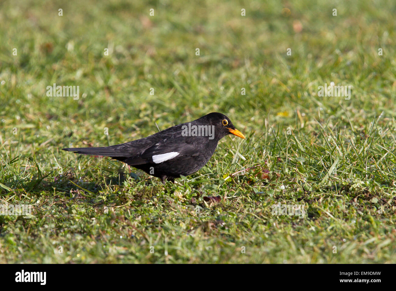 Männliche Amsel (Turdus Merula) mit weiße Feder zeigt partiellen Albinismus Stockfoto