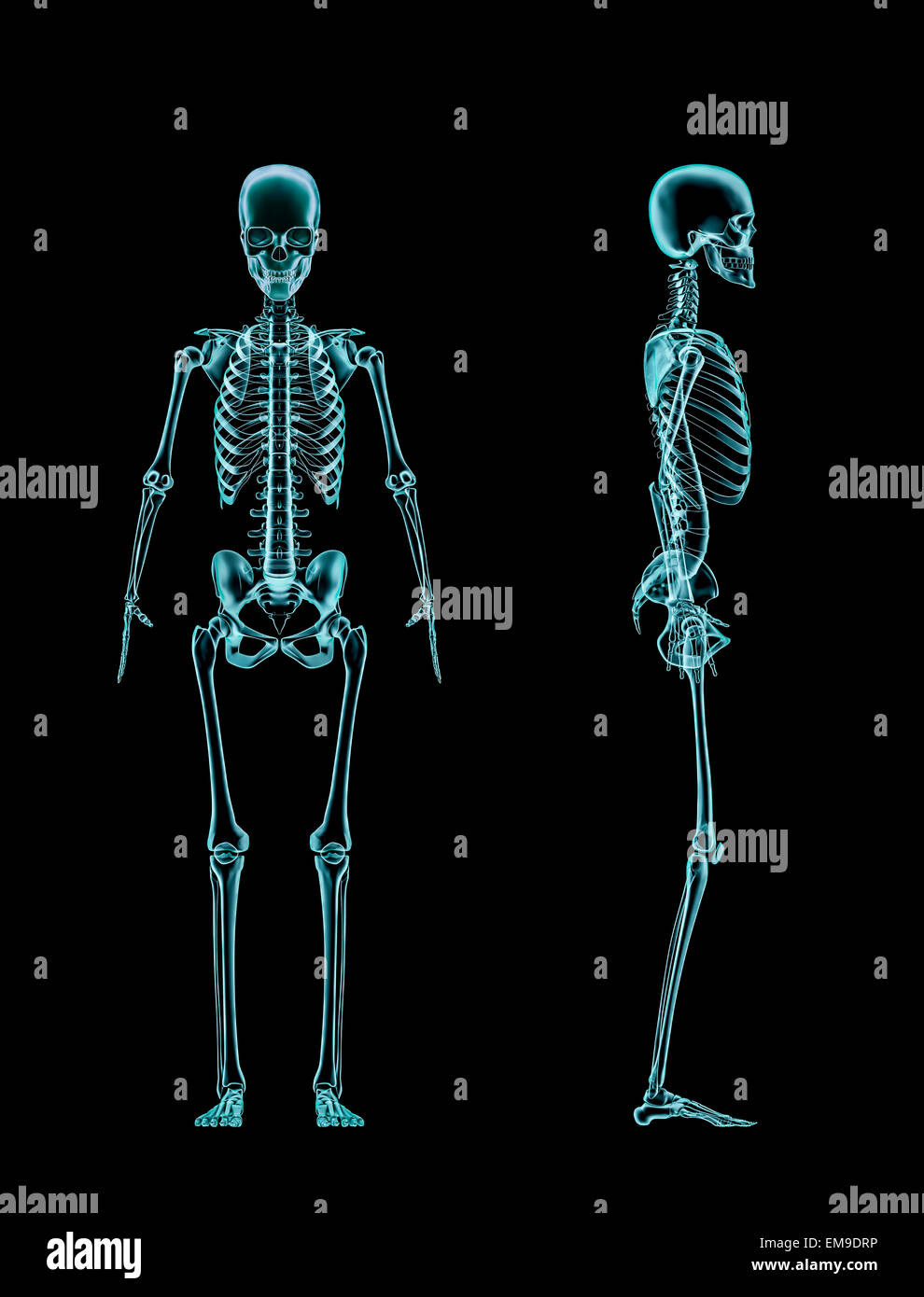 3D Render geröntgt weiblichen Skelett Vorder-und Seitenansicht Stockfoto