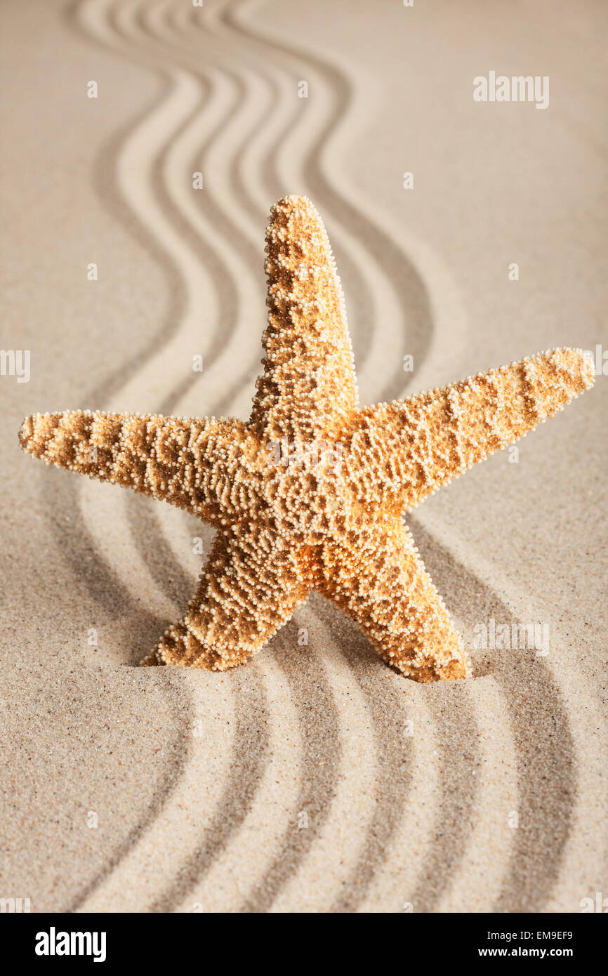 Sterne in den Sand zu stecken, kann als Hintergrund verwendet werden Stockfoto