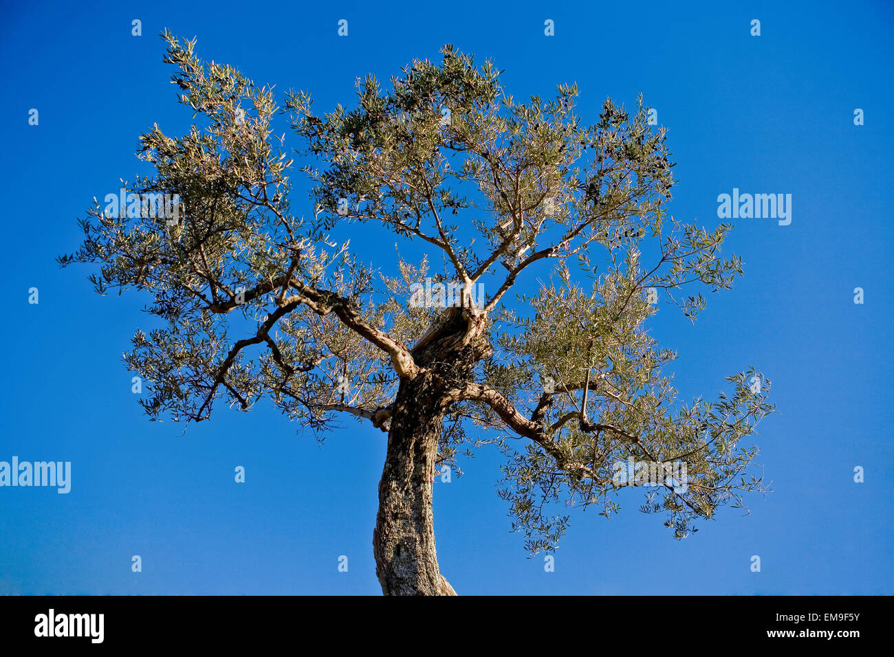 Schwarzen Olivenbaum über blauen Himmel, Sierra de Gata, Caceres, Spanien Stockfoto