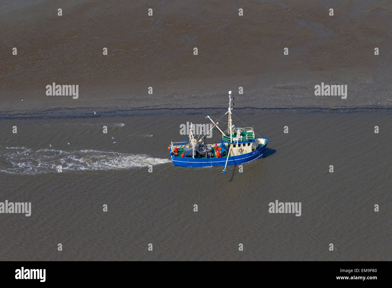 Luftaufnahme des blauen Garnelen Trawler Bootsfischerei für Garnelen nahe dem Strand entlang der Küste Stockfoto