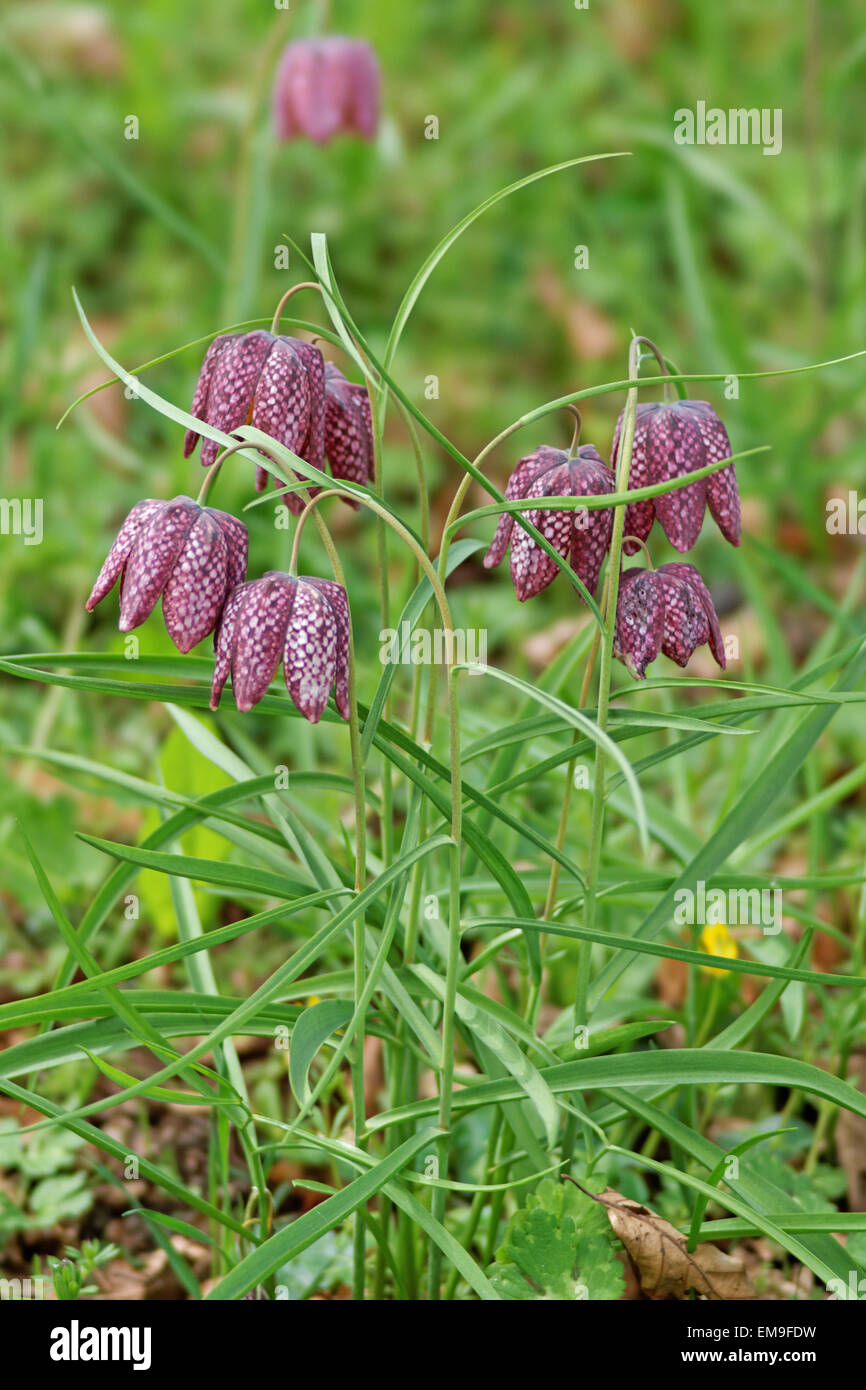 Schlangen Kopf fritillary (fritillaria meleagris) Stockfoto