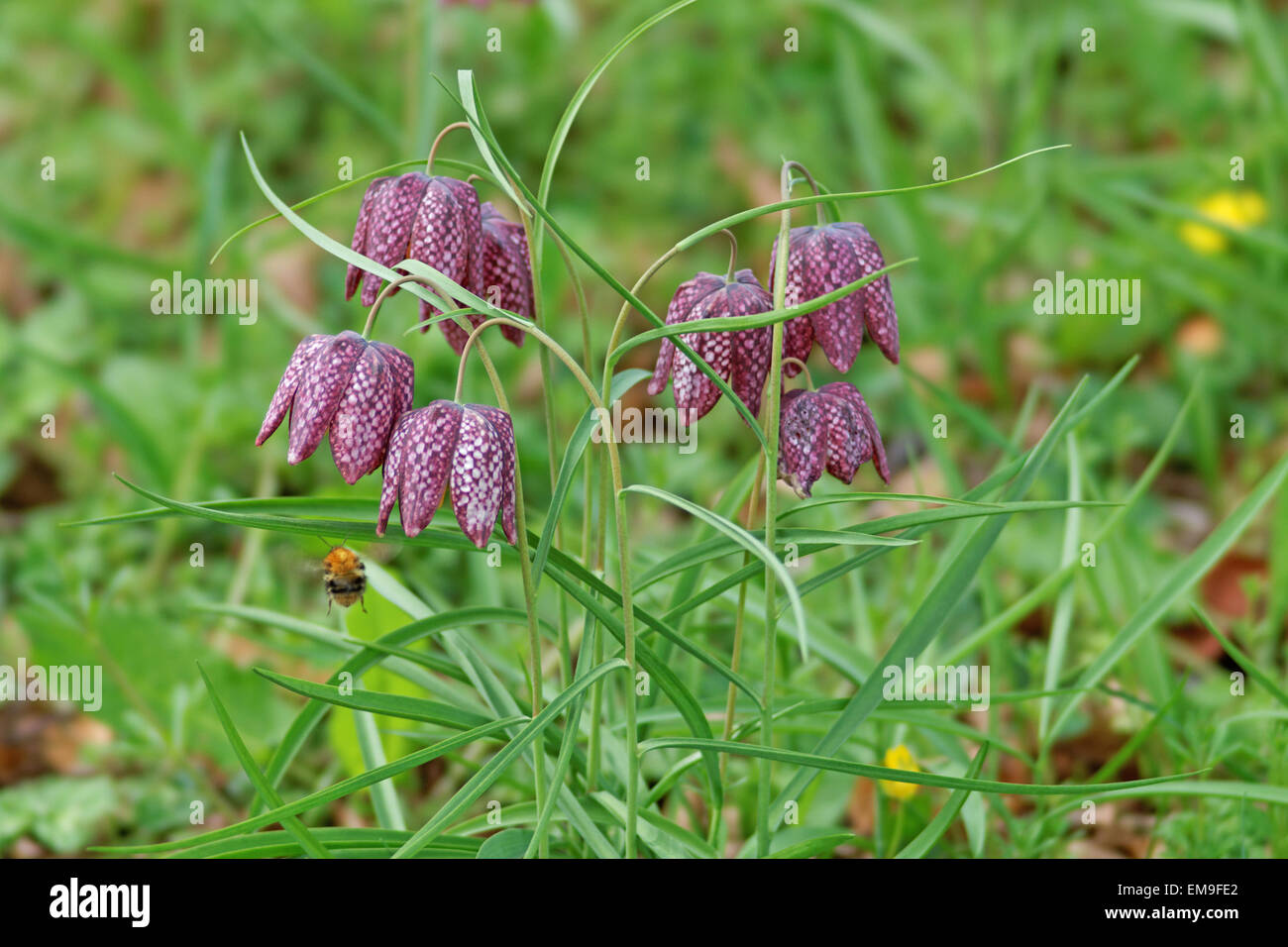 Schlangen Kopf fritillary (fritillaria meleagris) Stockfoto