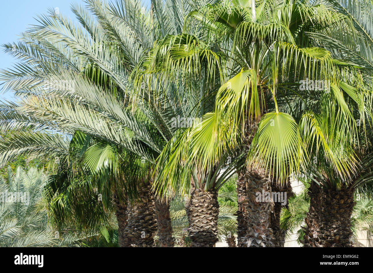 Palme und klaren Himmel Stockfoto