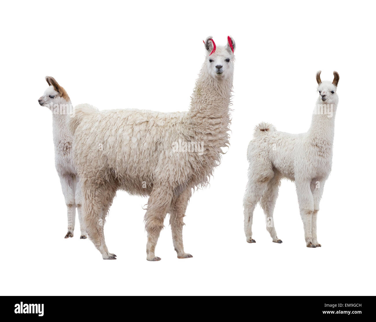 Threeo Lamas auf der Seite der weißen Hintergrund Stockfoto