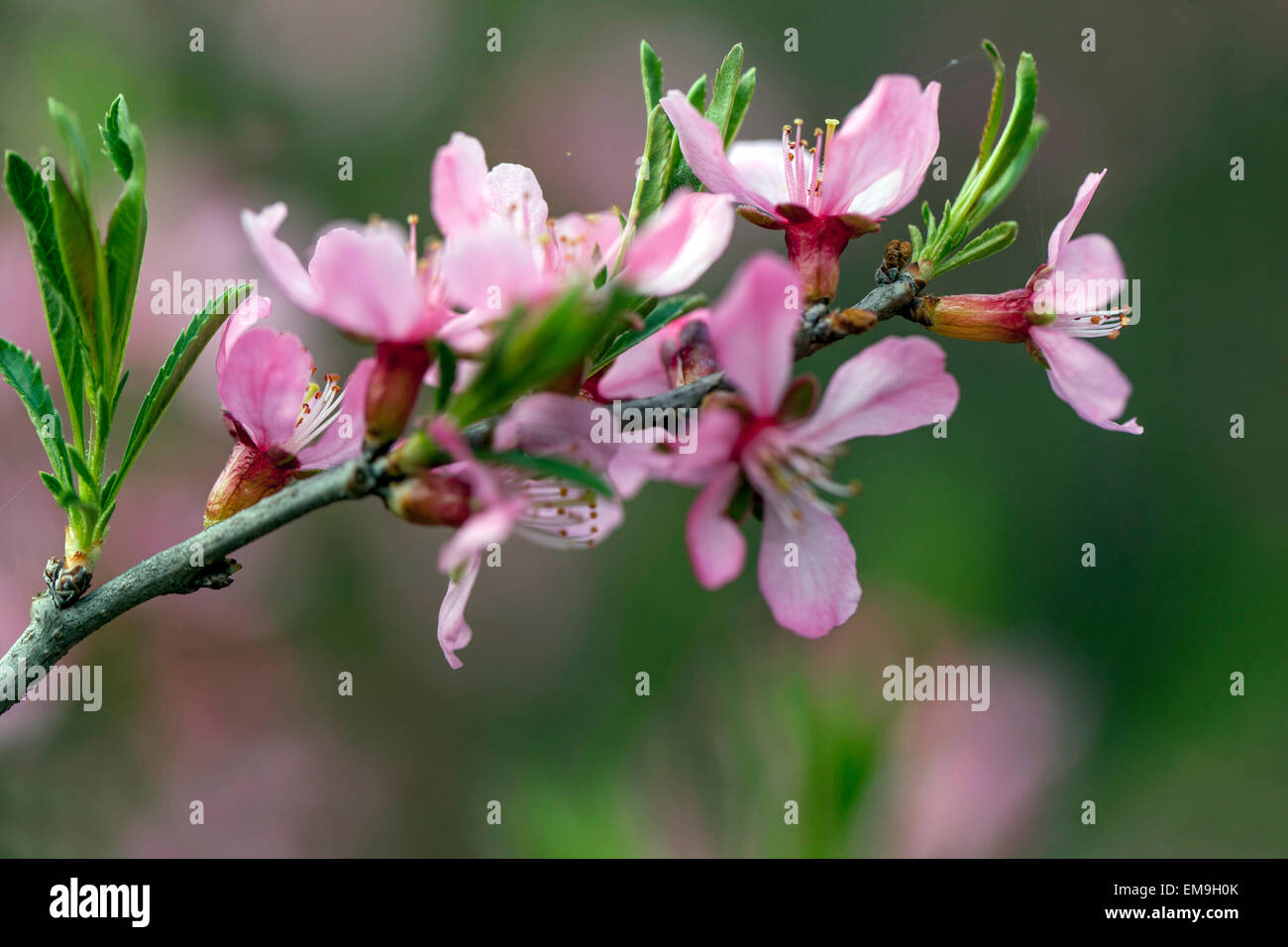 Prunus Tenella, russische Zwerg Mandel Stockfoto