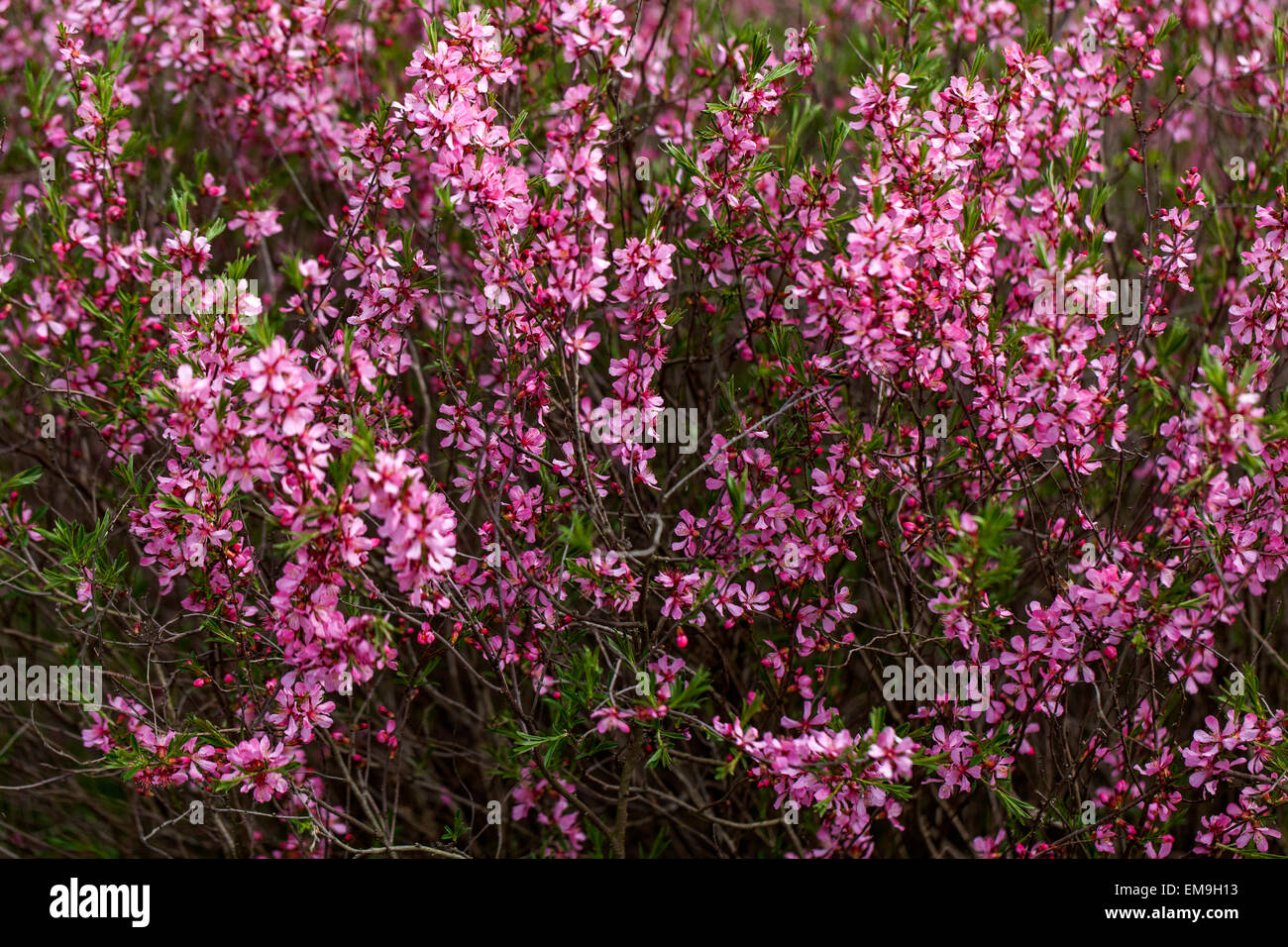 Prunus Tenella, russische Zwerg Mandel Stockfoto