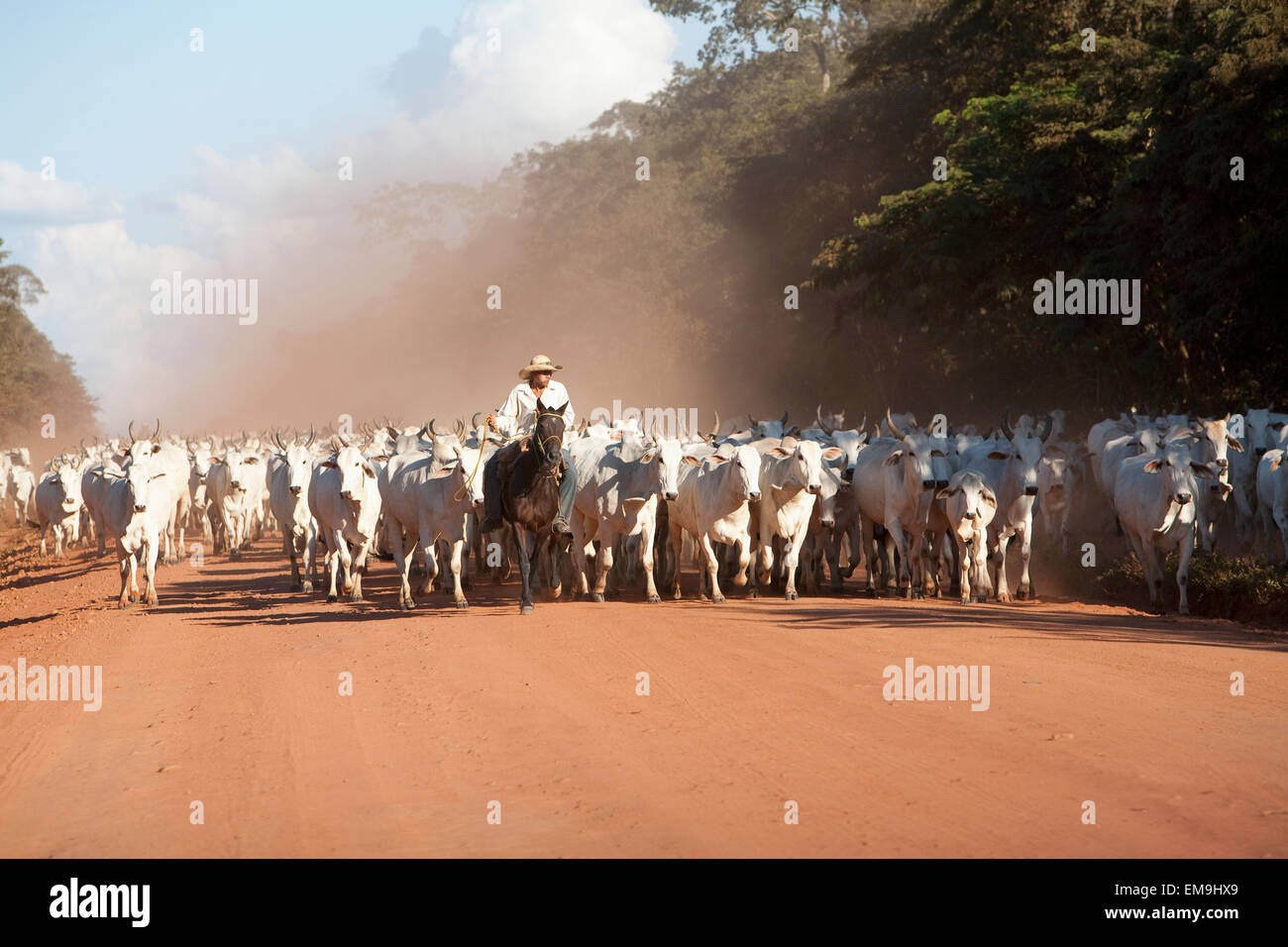 Bolivianische Cowboys Herding Indo-brasilianischen Rinder (Bos Indicus) im ländlichen Chiquitania, Santa Cruz Abteilung, Bolivien Stockfoto