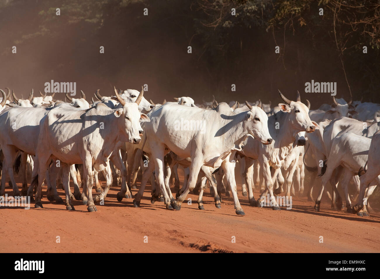 Indisch-brasilianische (Bos Indicus) Rinderherde In ländlichen Chiquitania, Santa Cruz Abteilung, Bolivien Stockfoto
