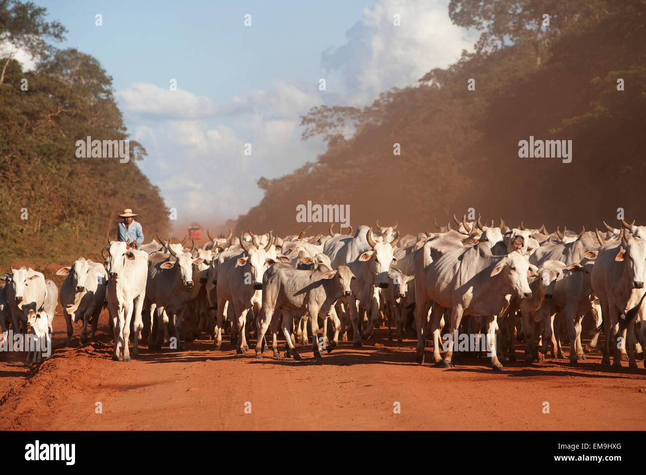 Bolivianische Cowboys Herding Indo-brasilianischen Rinder (Bos Indicus) im ländlichen Chiquitania, Santa Cruz Abteilung, Bolivien Stockfoto