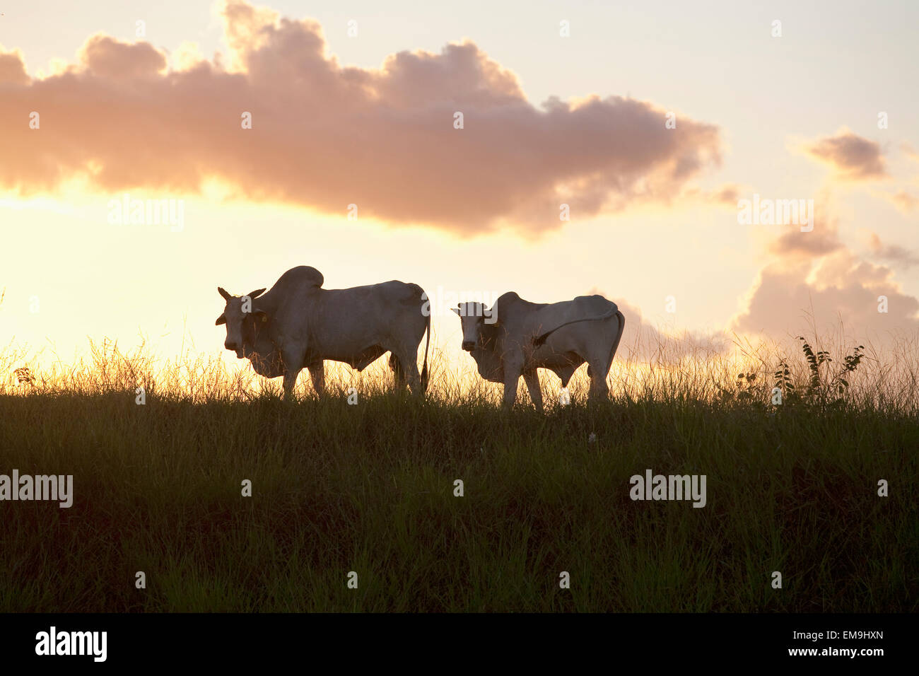 Indo-brasilianischen Rinder (Bos Indicus) im ländlichen Chiquitania bei Sonnenuntergang, Department Santa Cruz, Bolivien Stockfoto