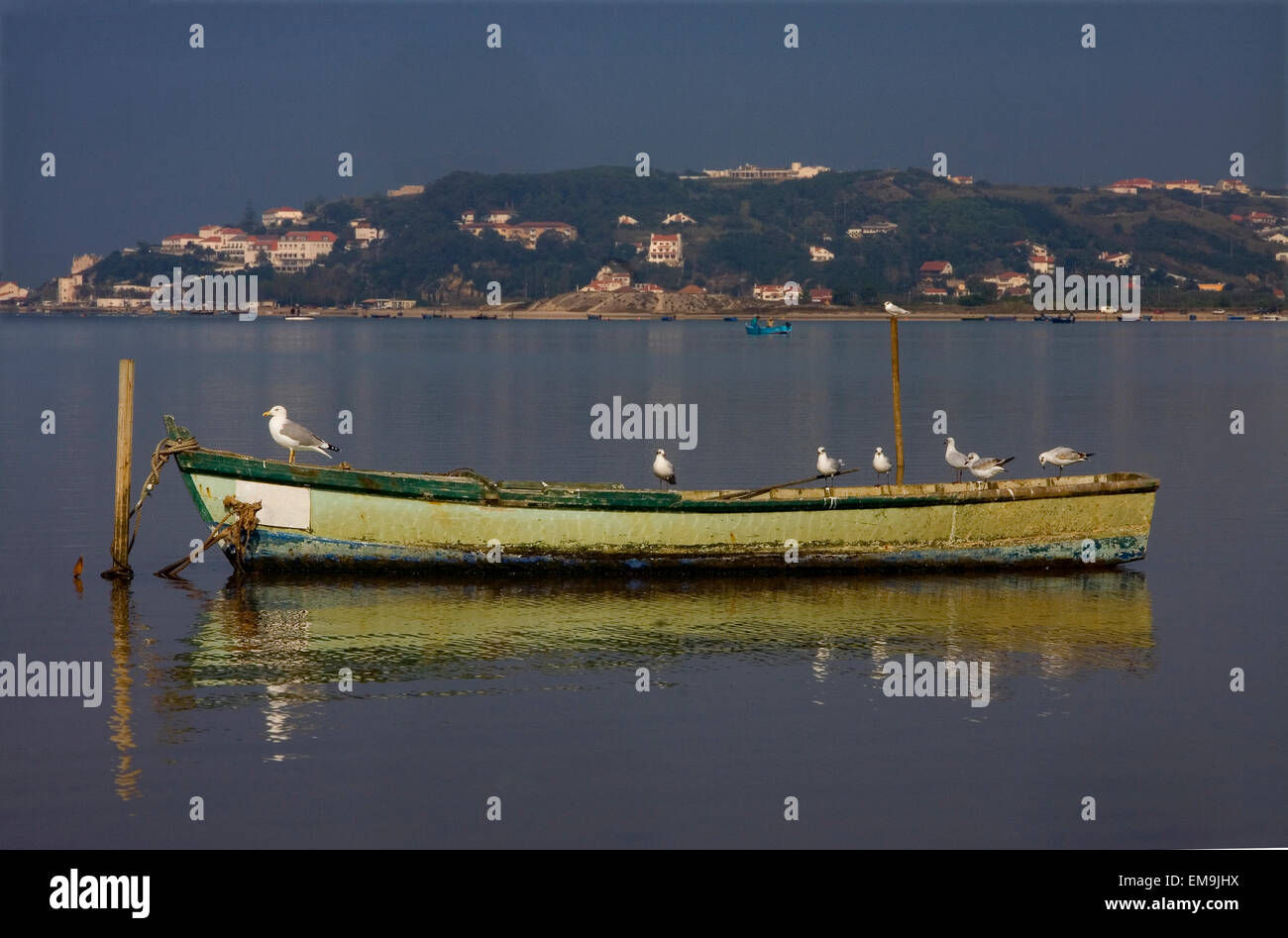 Einige Möwen auf einem Boot in einer atlantischen Bucht von Obidos, Portugal Stockfoto