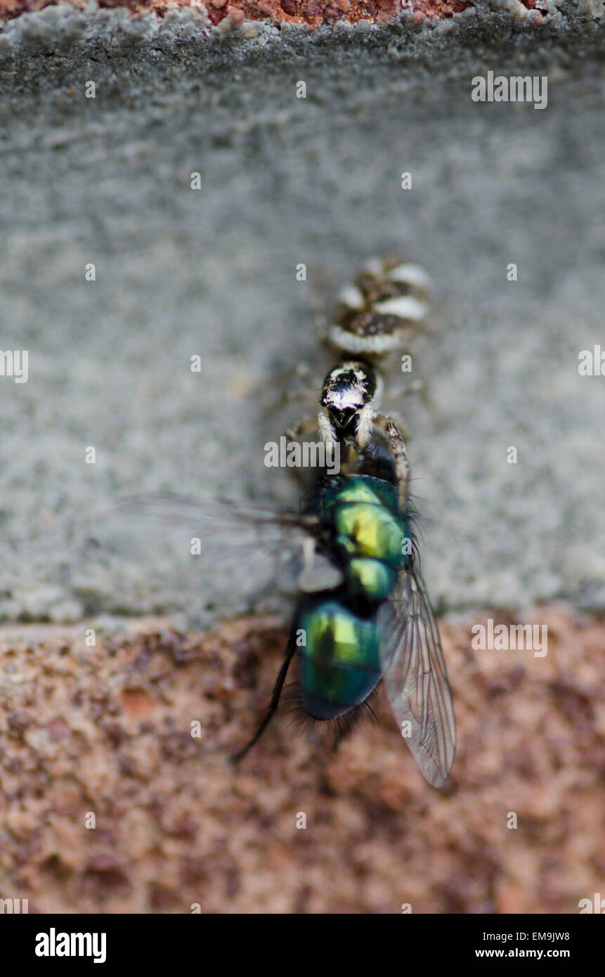 Zebra-Spinne eine Fliege Essen Stockfoto