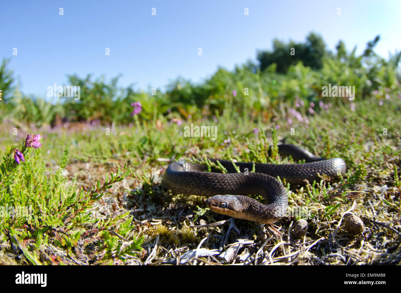 Schlingnatter am RSPB Arne (unter Lizenz) Stockfoto