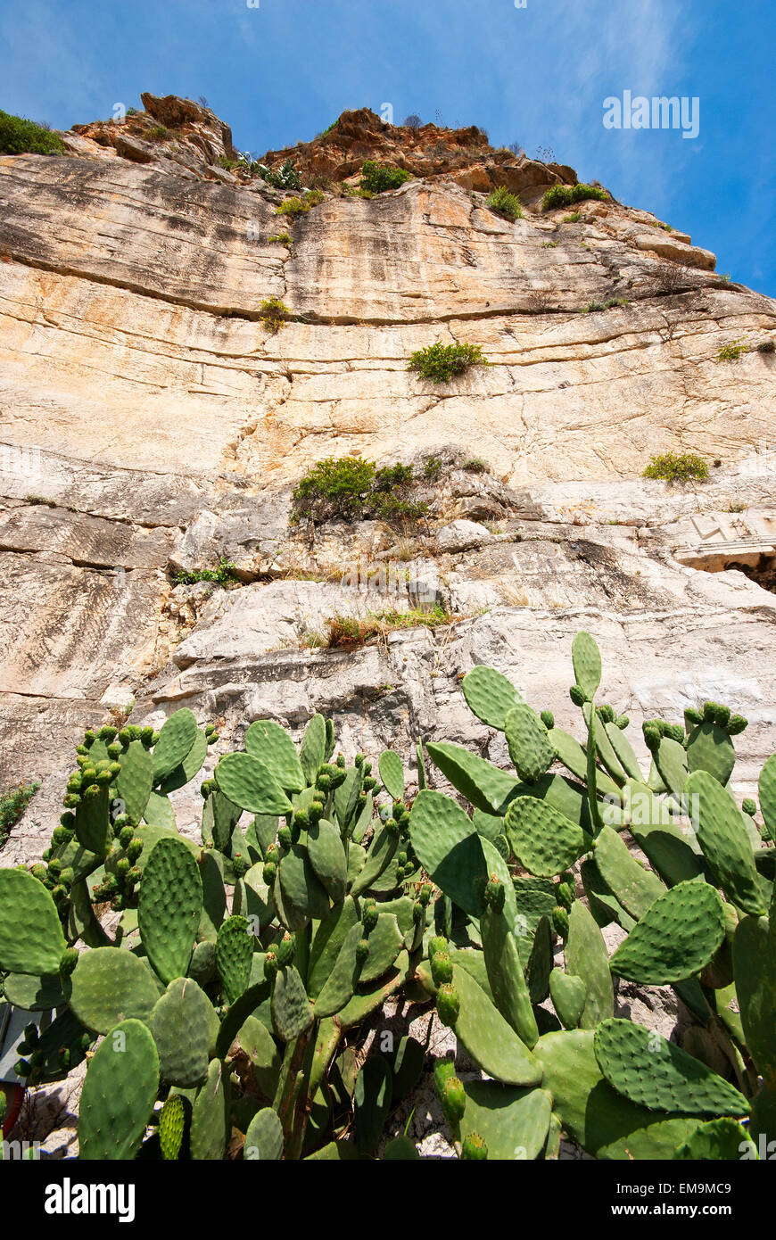 Stachelige Birne in der Nähe von Pisco Montano Rock, Terracina, Latium, Italien Stockfoto