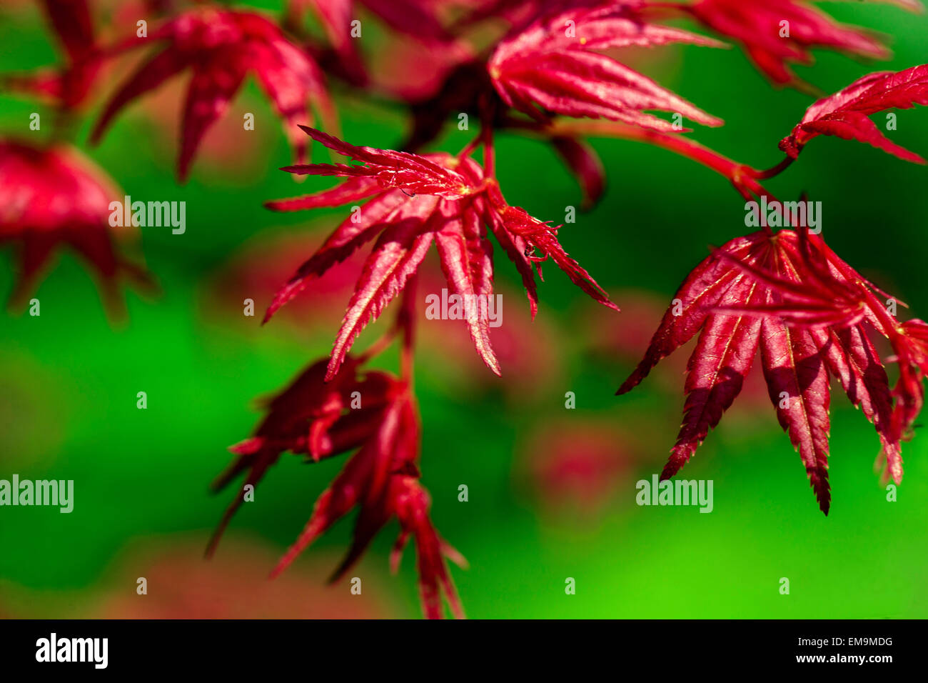 Japanischer Ahorn Acer Palmatum Corallinum, lässt neue frische Frühlingsluft Stockfoto